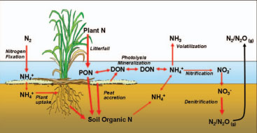 Biogeochemistry FIGURE 3. Schematic diagram of nitrogen cycle processes in wetland systems