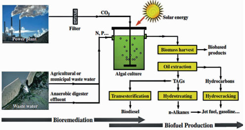 Bioremediation Figure 7 Schematics of an integrated algal culture system for bioremediation and biofuel production Sivakumar et al 2012