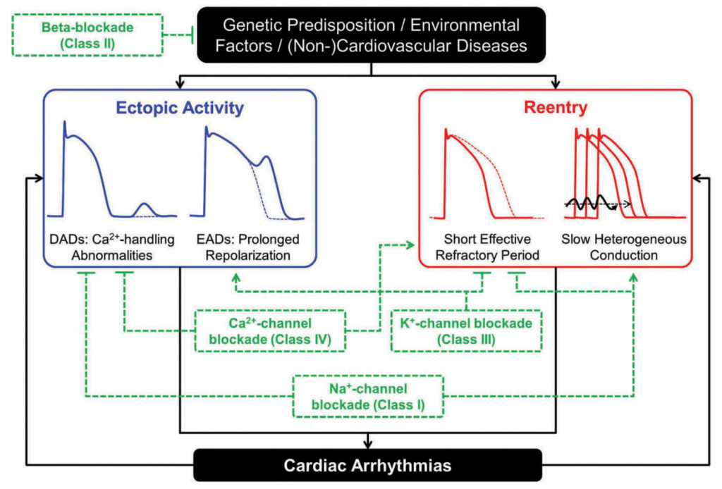 Fundamental arrhythmogenic mechanisms and antiarrhythmic therapies. Ectopic activity, often resulting from delayed or early afterdepolarizations (DADs or EADs, respectively), and reentry, promoted by short and heterogeneous effective refractory periods, Ca2+-driven repolarization alternans and slow heterogeneous conduction, are the predominant arrhythmogenic mechanisms involved in the initiation and maintenance of cardiac arrhythmias. Both mechanisms are influenced by interactions between the genetic predisposition, environmental factors, and (non-) cardiovascular diseases. Almost all AADs exhibit both pro- and antiarrhythmic effects. For example, Class I AADs (blocking cardiac Na+ channels) decrease excitability, reducing the likelihood of ectopic activity and prolong effective refractory period, reducing reentry, but can promote reentry by slowing conduction velocity. Similarly, Class III AADs prolong effective refractory period, reducing reentry, but can promote EAD-mediated ectopic activity