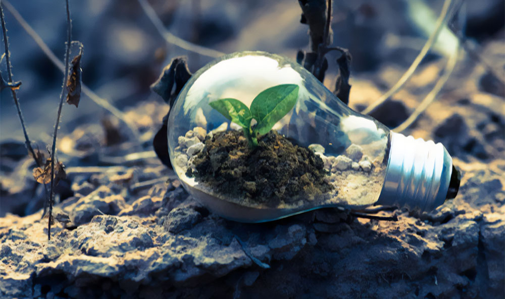 A photograph of a lightbulb on the ground. Inside the lightbulb is a seedling.